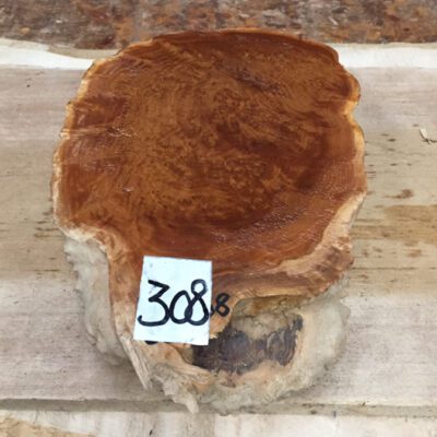 Brown Mallee Burl 8x6x2.5 Inches
