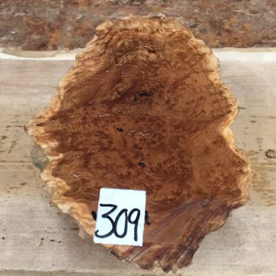 Brown Mallee Burl 10x6x3 Inches