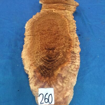 Brown Mallee Burl 20x6.5x2.5 Inches