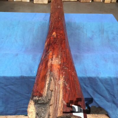 Snakewood 1690x130-180 mm