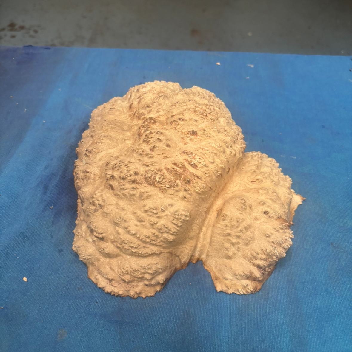 Red Mallee Burl 9.5x8.25x3 Inches