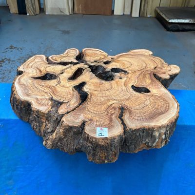 African Wild Olive 520x620x100 mm