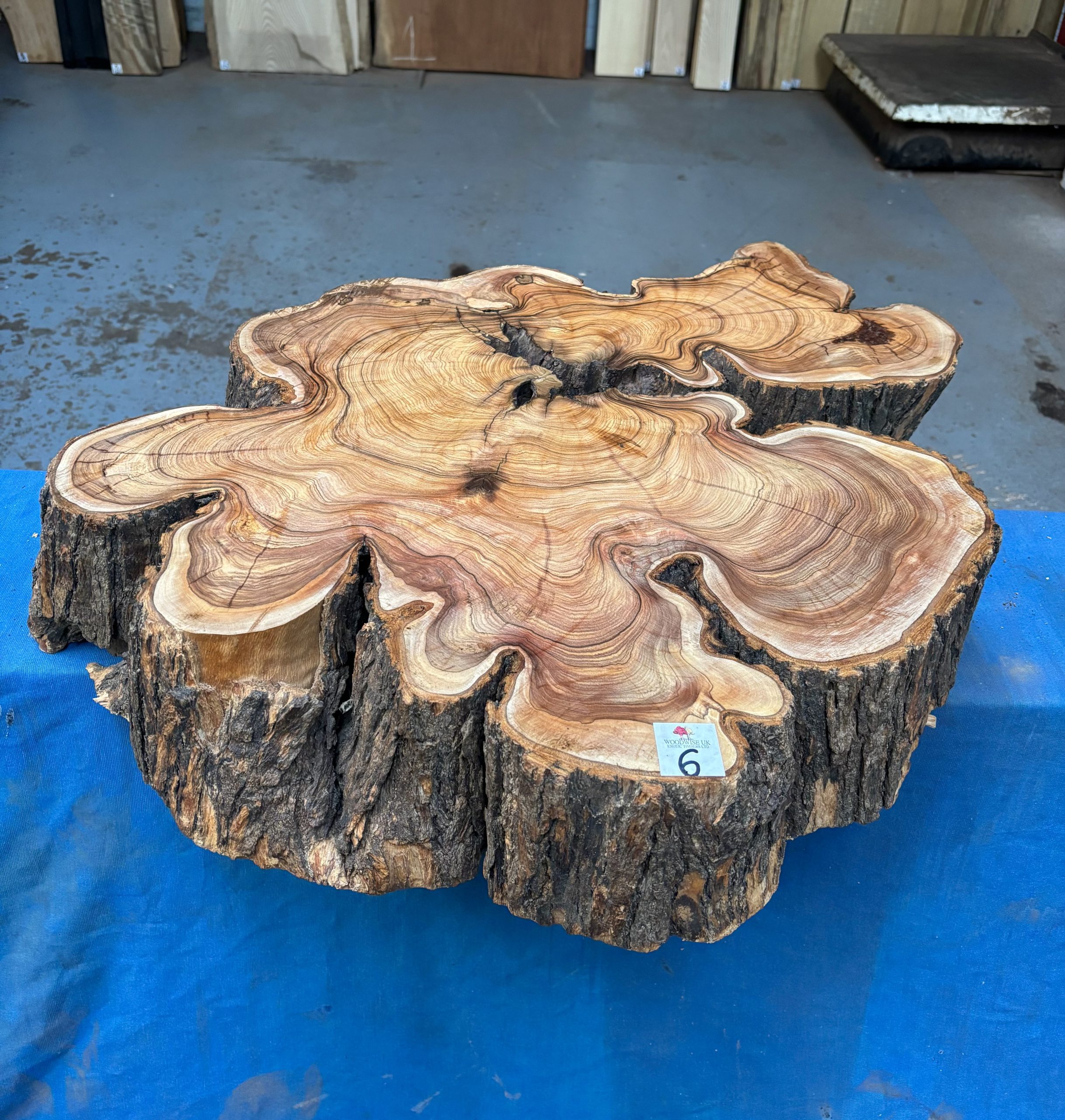 African Wild Olive 580x500x120 mm