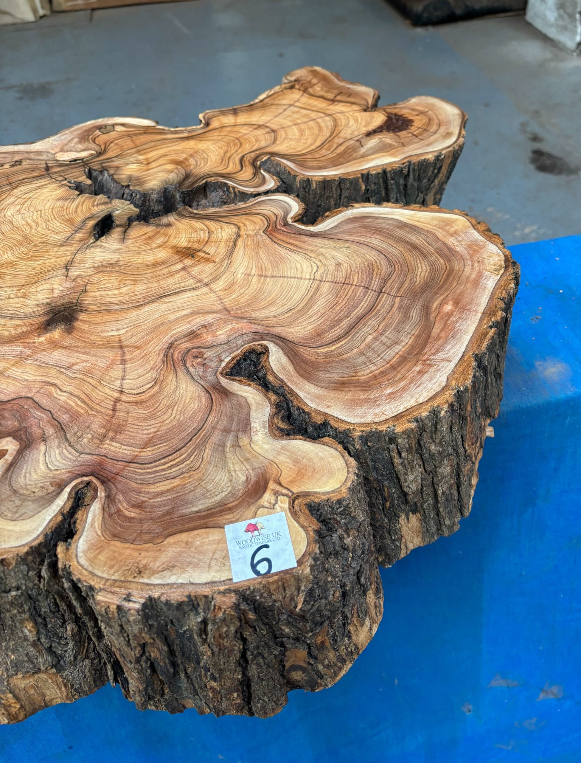 African Wild Olive 580x500x120 mm