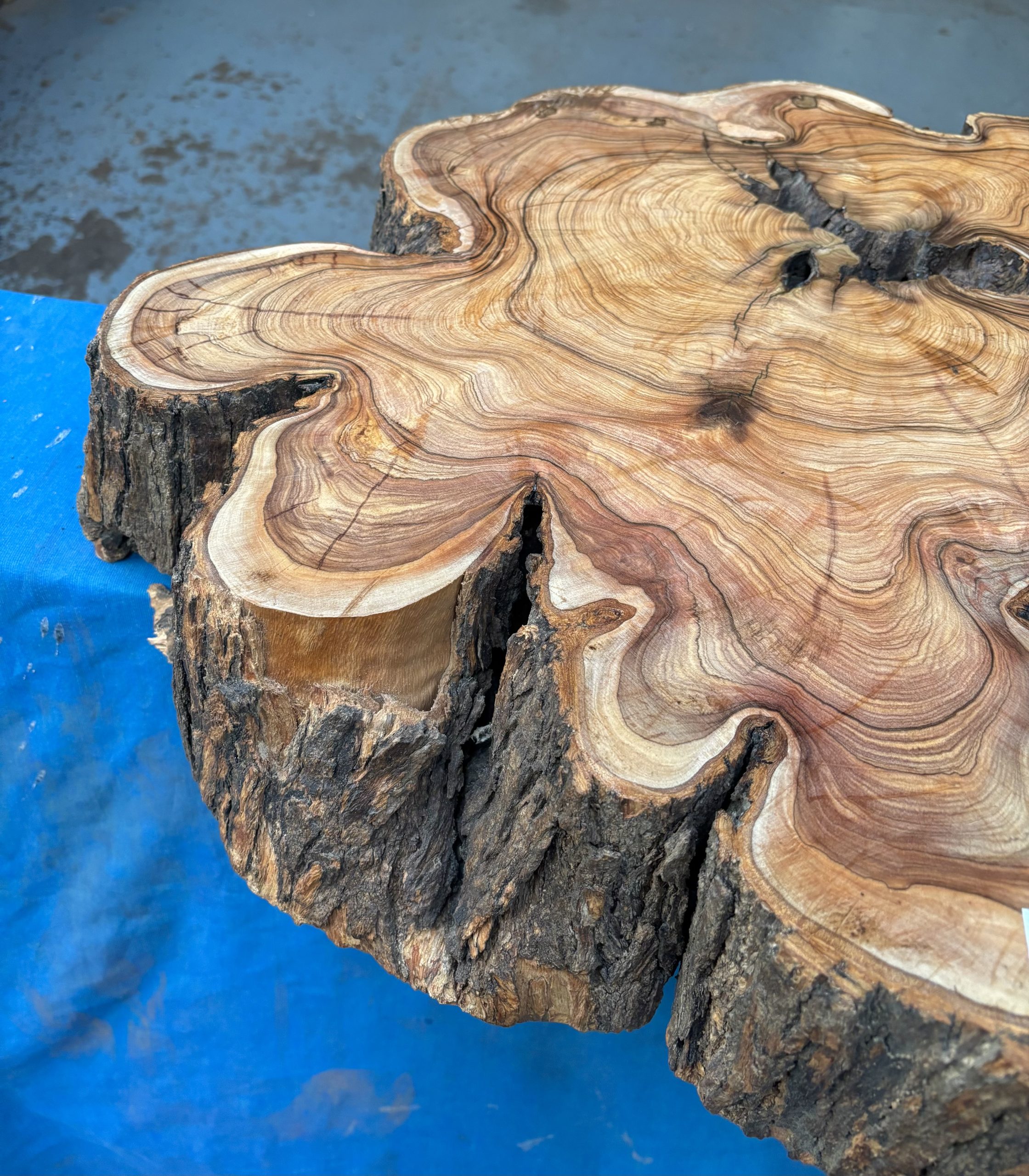 African Wild Olive 580x500x120 mm
