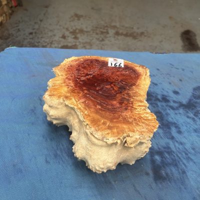 Red Mallee Burl 8.5x7x3.25 Inches
