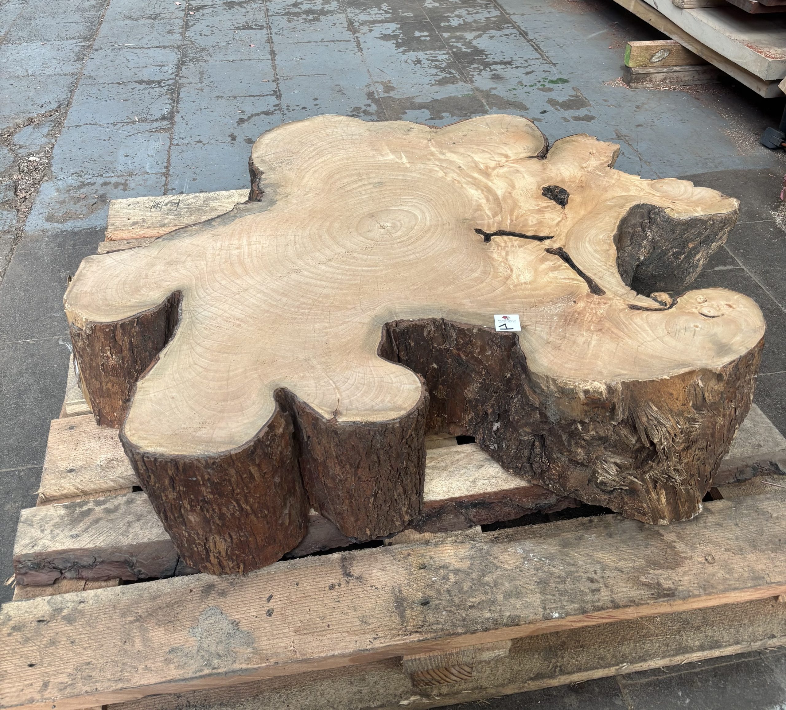 South African Sycamore Cookie 960x790x200 mm