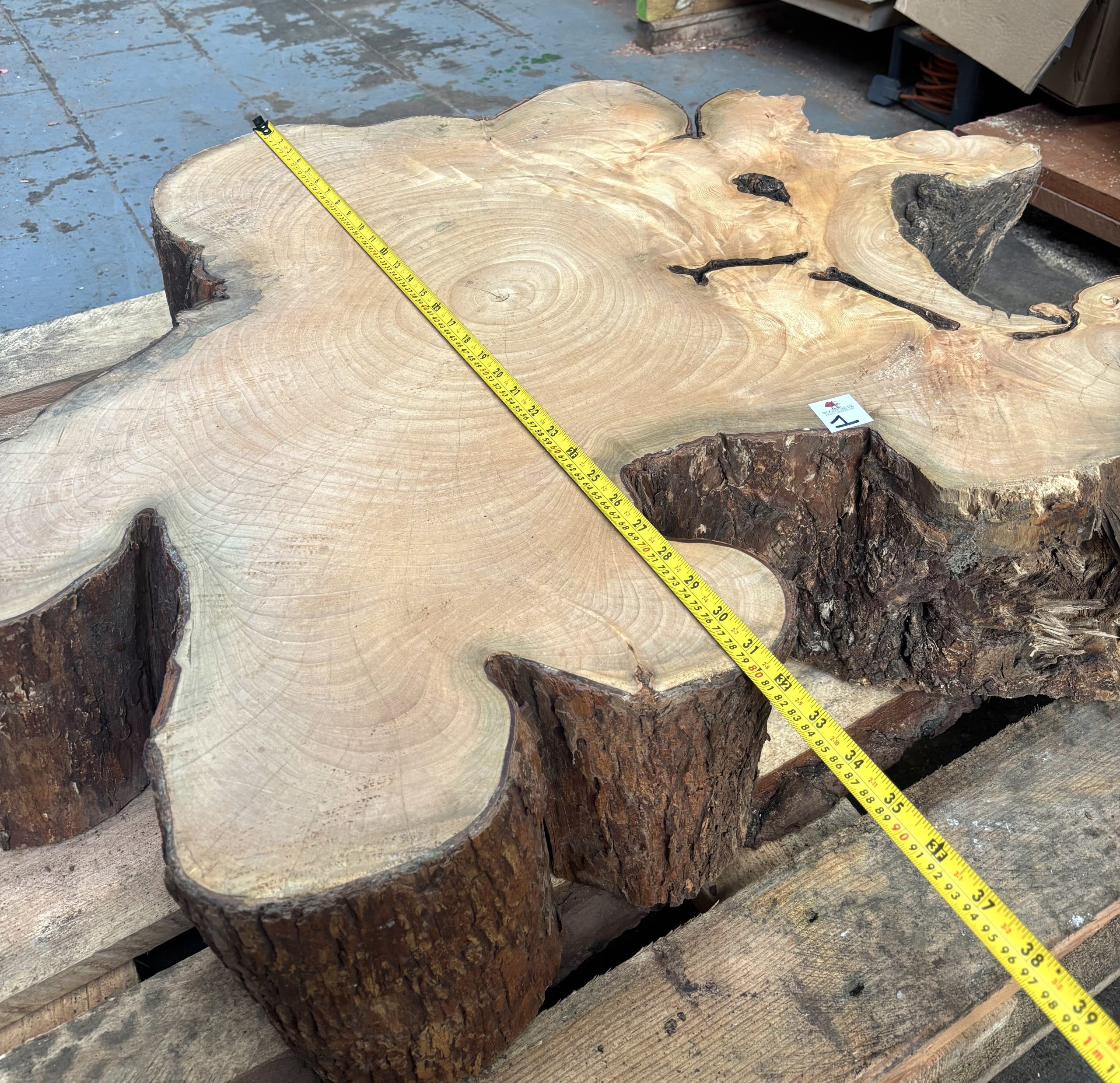 South African Sycamore Cookie 960x790x200 mm