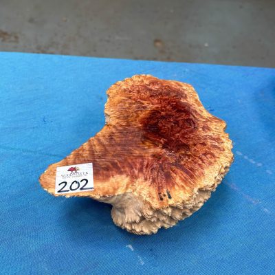 Red Mallee Burl 7x6x2.25 Inches