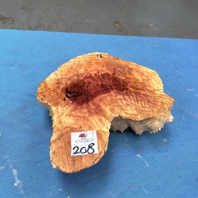 Red Mallee Burl 7.5x7x2.5 Inches