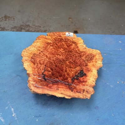 Red Mallee Burl 12x10x2.5 Inches