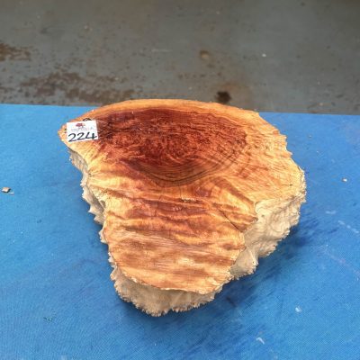 Red Mallee Burl 9x9x4 Inches