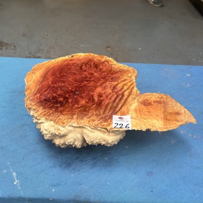 Red Mallee Burl 10.5x11x3.25 Inches