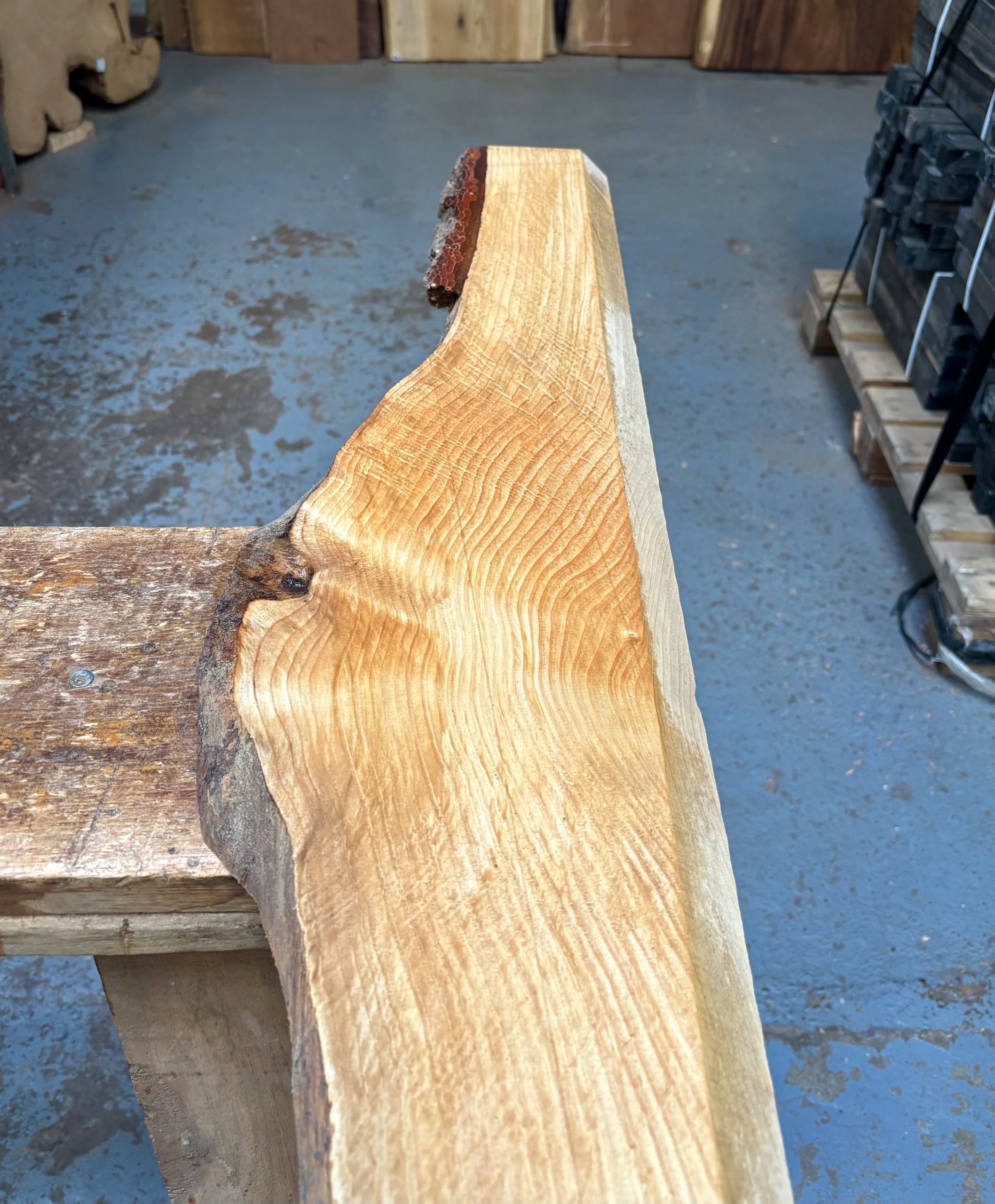 Cedar of Lebanon 1045x130-200x23 mm
