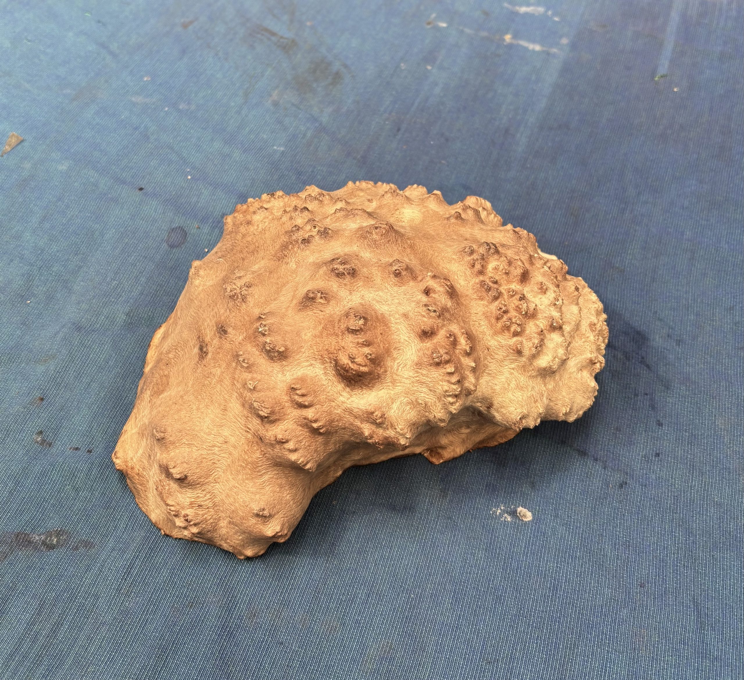 Red Mallee Burl 4.5x7x2.75 Inches
