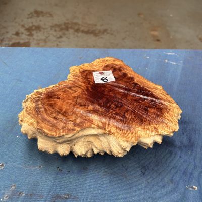 Red Mallee Burl 7x8x2.5 Inches