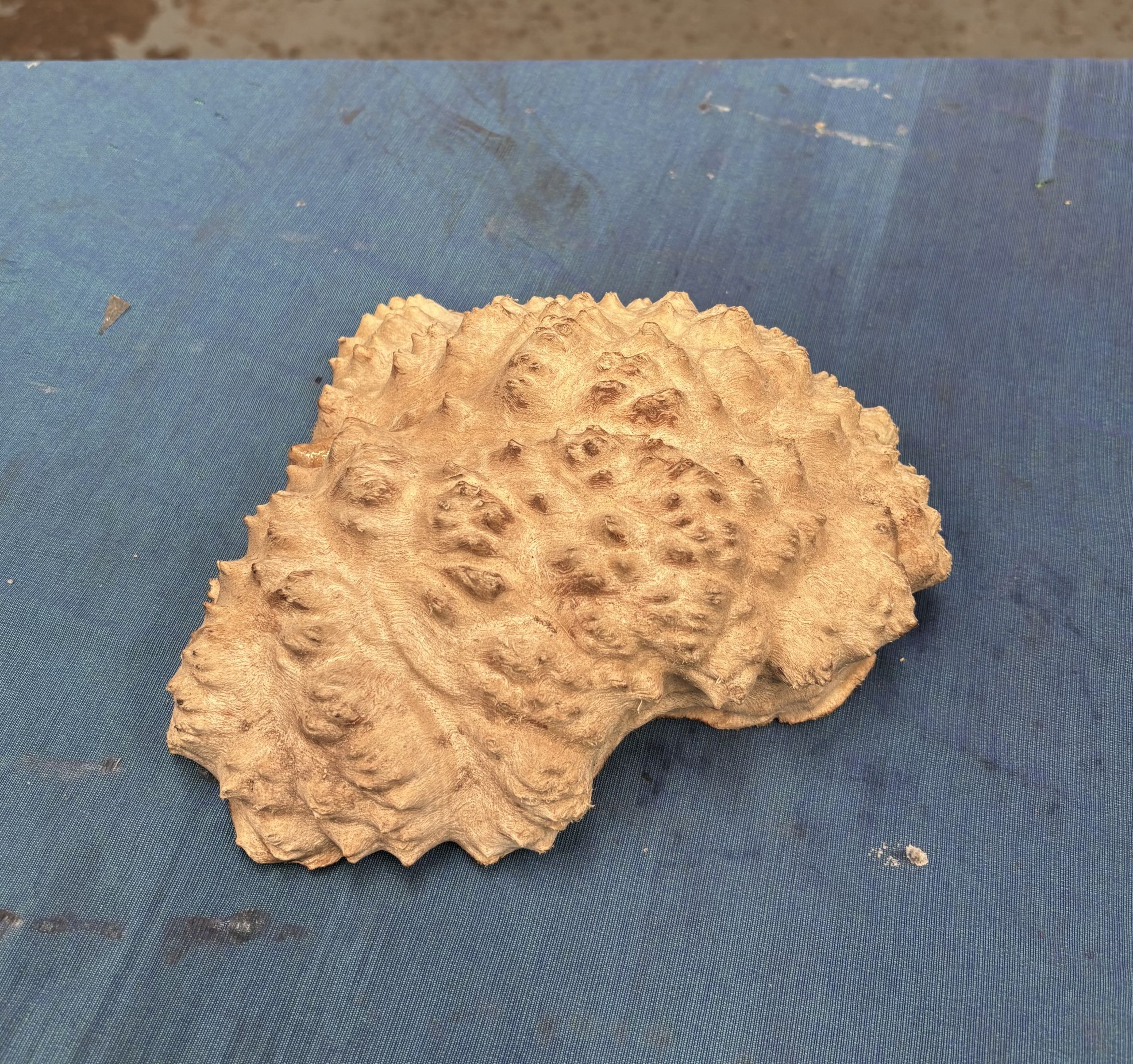 Red Mallee Burl 7x8x2.5 Inches