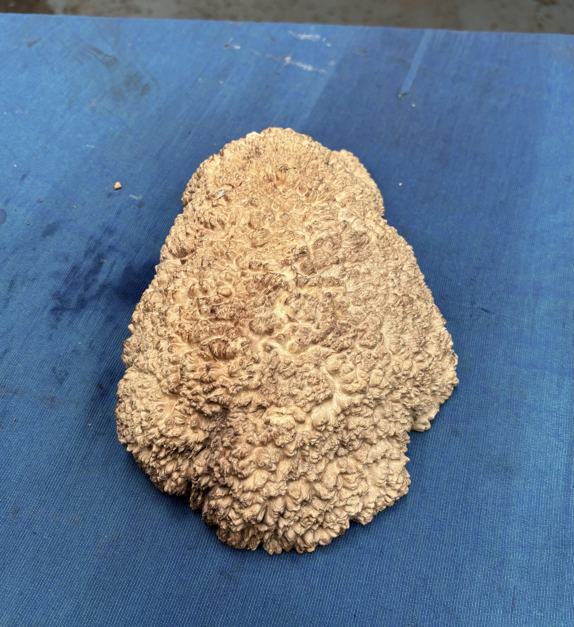 Red Mallee Burl 9x6x2.5 Inches