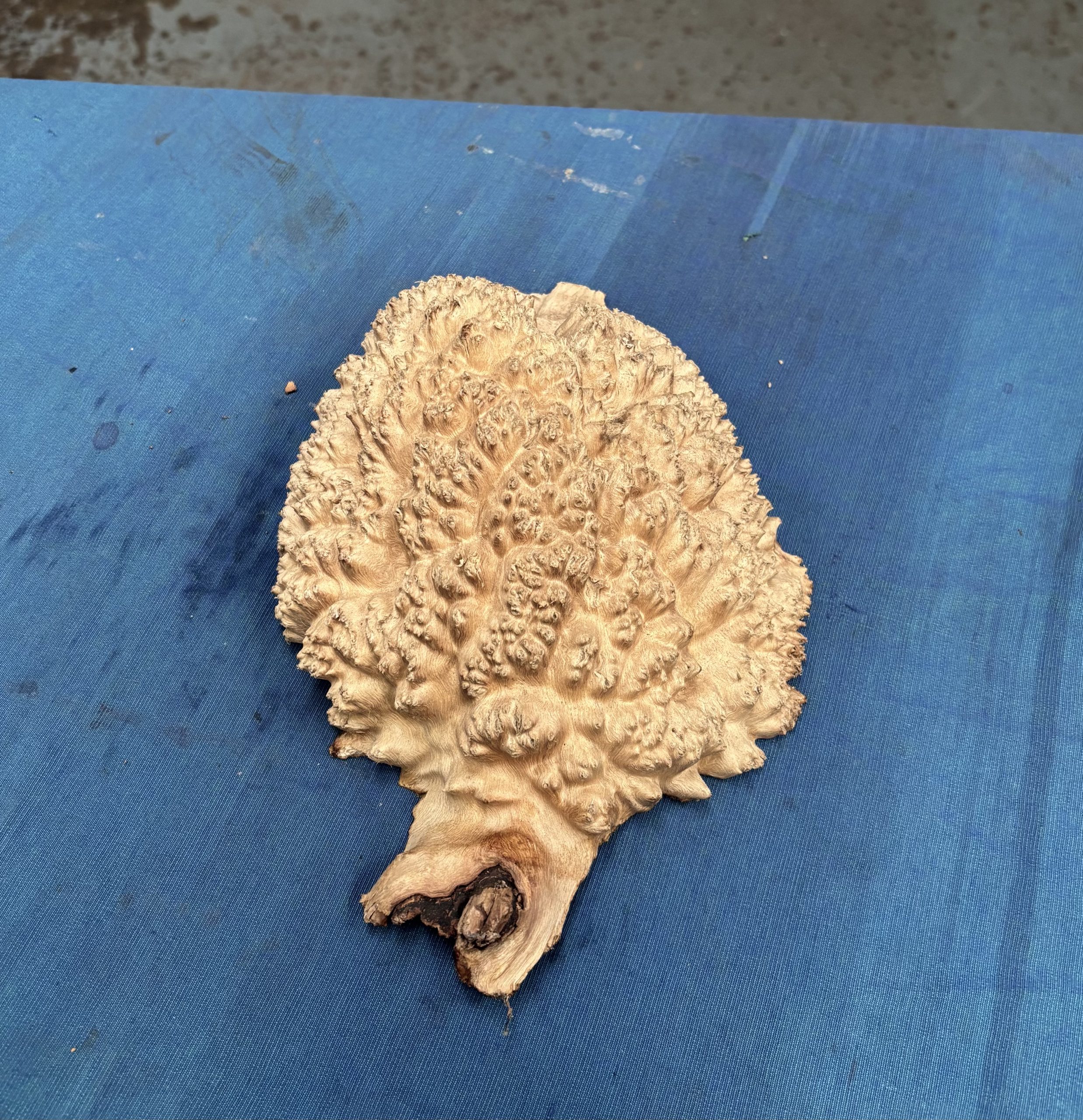 Red Mallee Burl 10x7x3 Inches