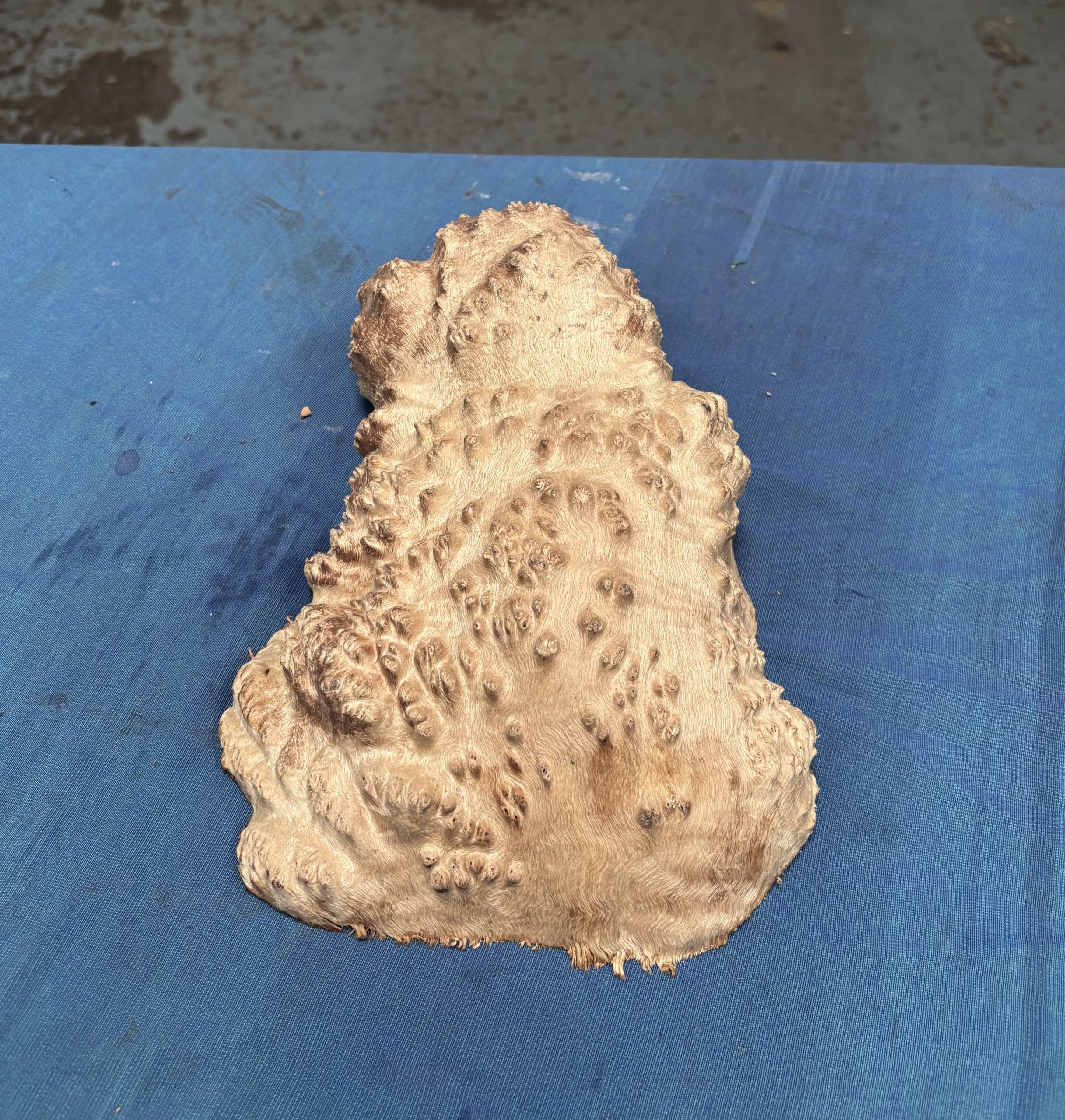 Red Mallee Burl 10x6.5x3 Inches