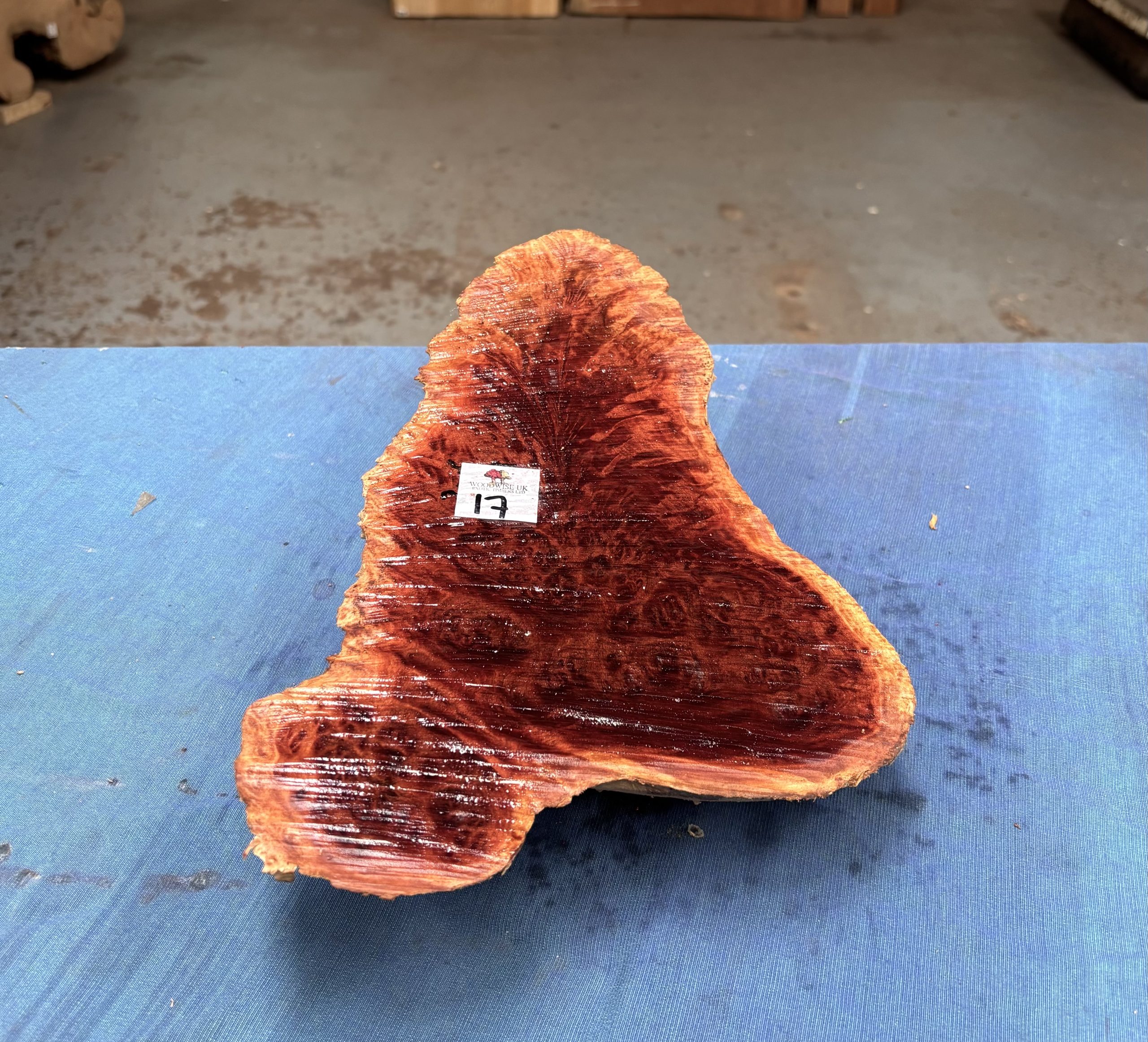 Red Mallee Burl 13.5x7x2.5 Inches