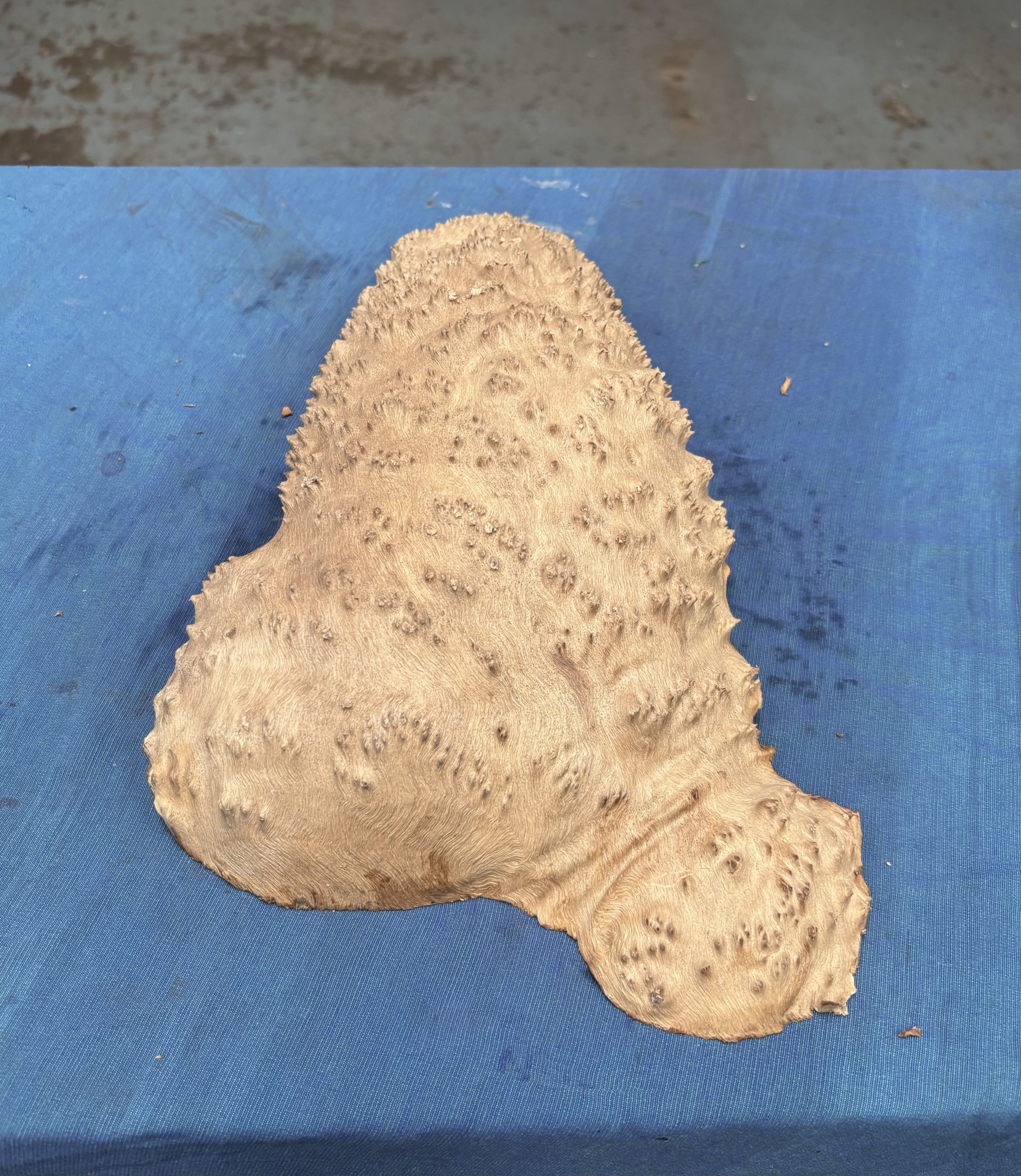 Red Mallee Burl 13.5x7x2.5 Inches