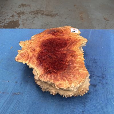 Red Mallee Burl 11.5x8.5x2.75 Inches