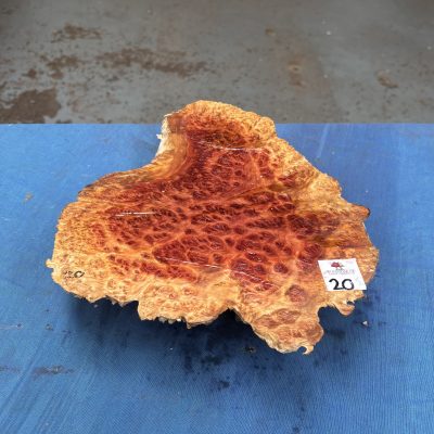 Red Mallee Burl 12x10x2.5 Inches