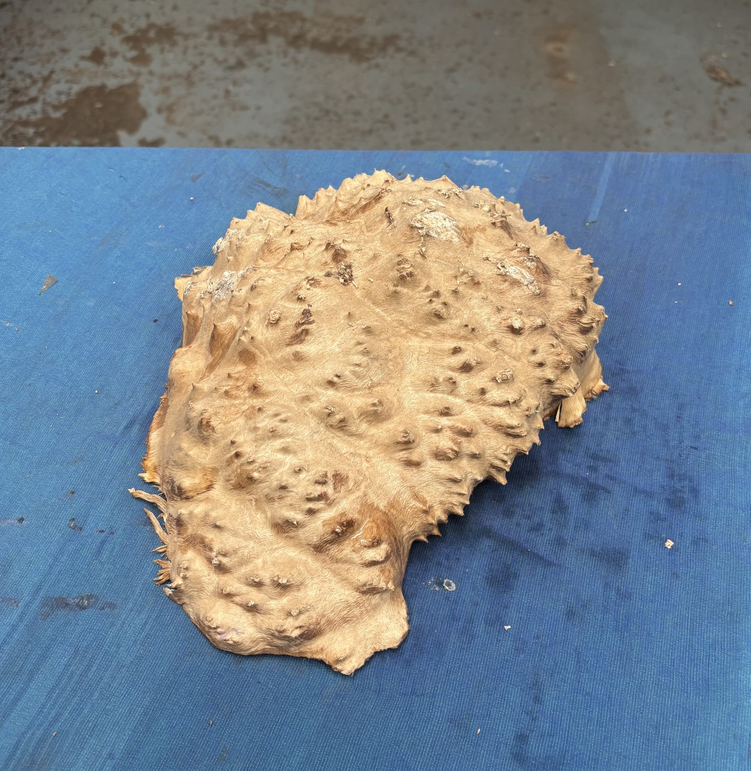 Red Mallee Burl 12x9x3 Inches