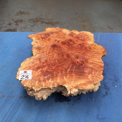 Red Mallee Burl 11x9x3.25 Inches