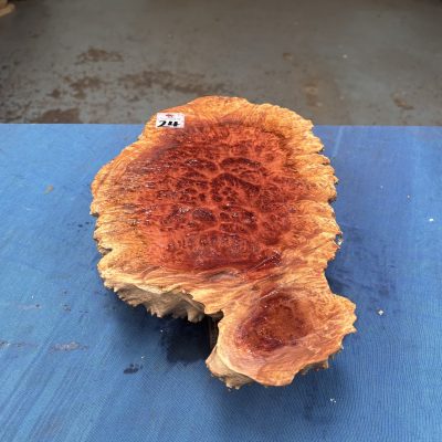 Red Mallee Burl 14x8.5x3 Inches