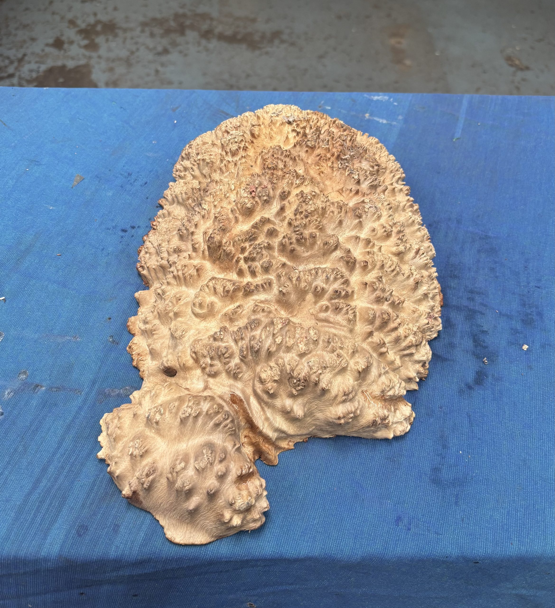 Red Mallee Burl 14x8.5x3 Inches