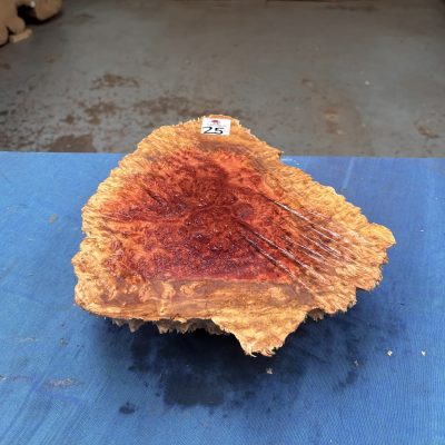 Red Mallee Burl 11x9.5x3.5 Inches