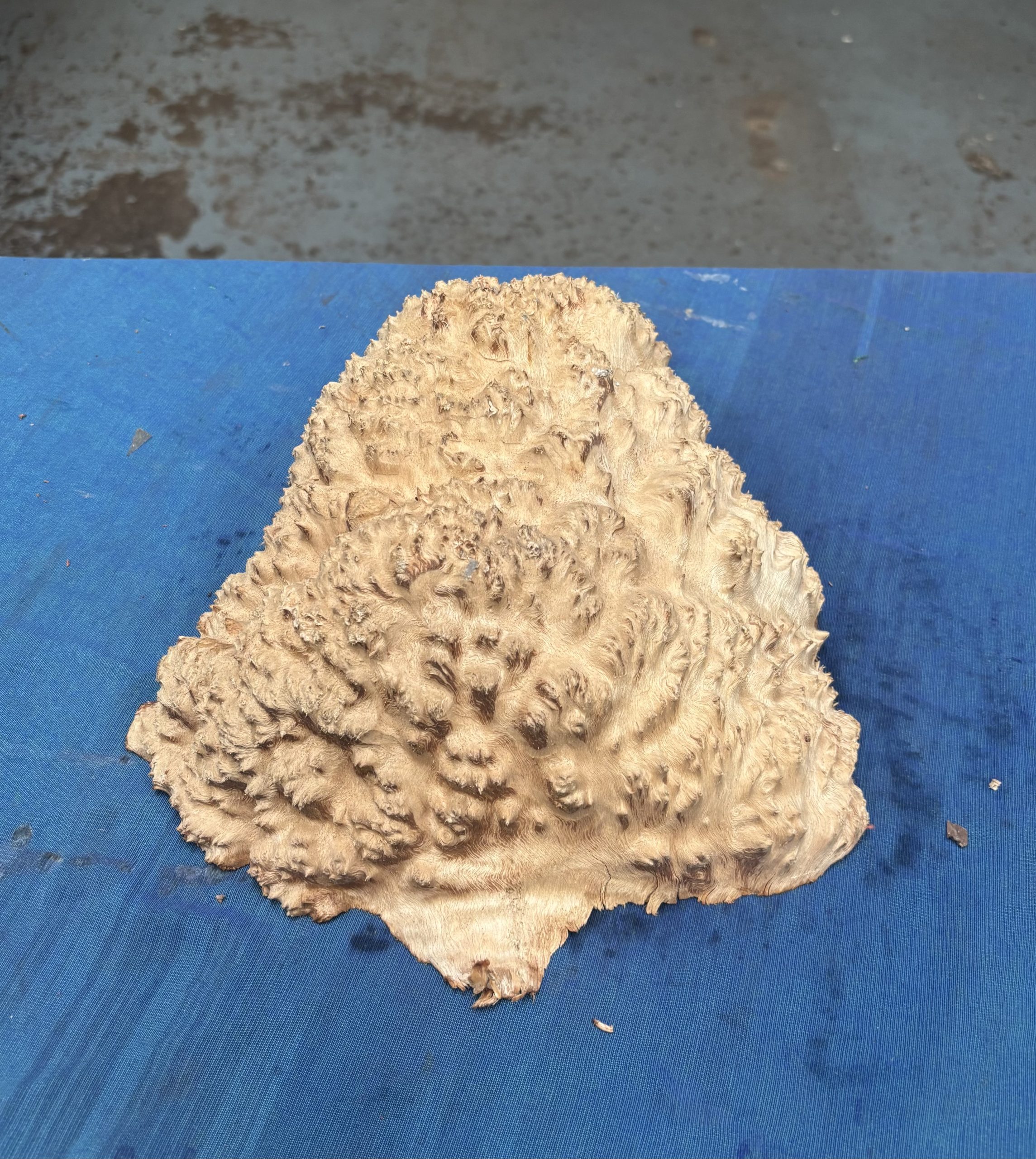 Red Mallee Burl 11x9.5x3.5 Inches