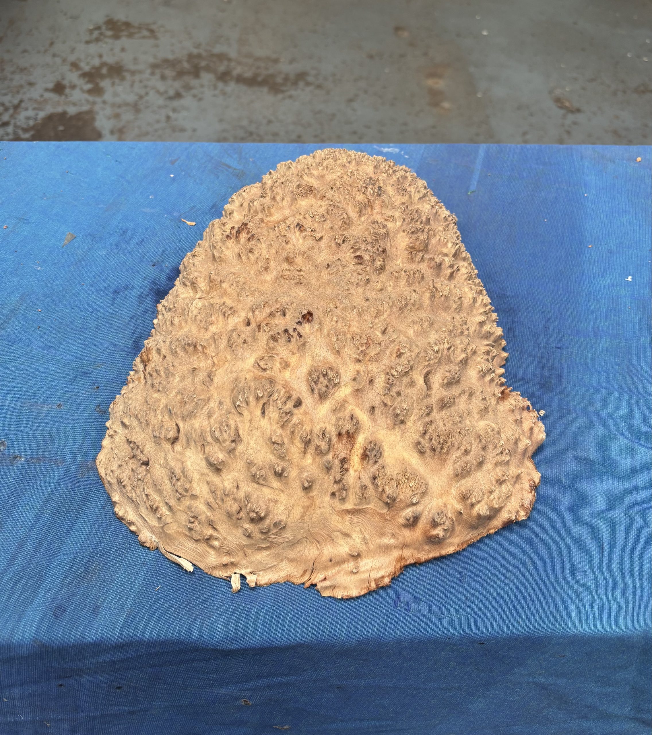 Red Mallee Burl 13x10x3.25 Inches