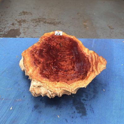 Red Mallee Burl 11.5x10.5x3.5 Inches