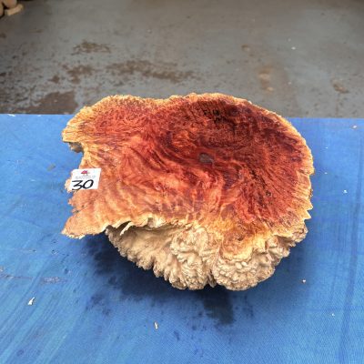 Red Mallee Burl 10.5x11x4 Inches