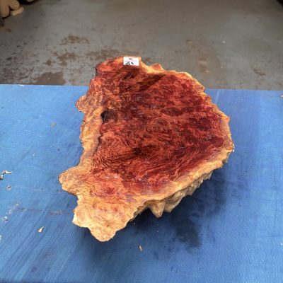 Red Mallee Burl 15x8.5x3.75 Inches