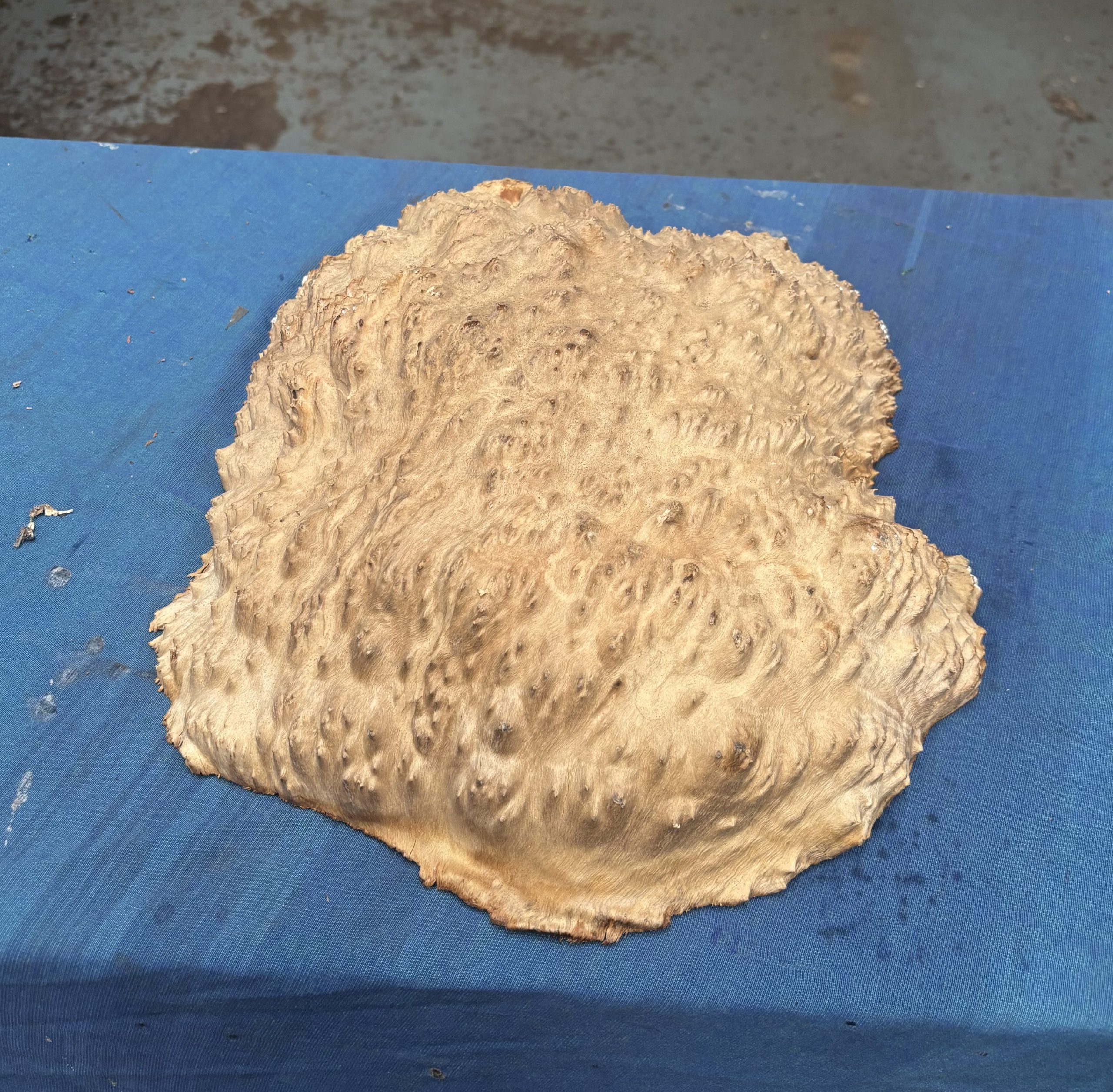Red Mallee Burl 13x11.5x3.25 Inches