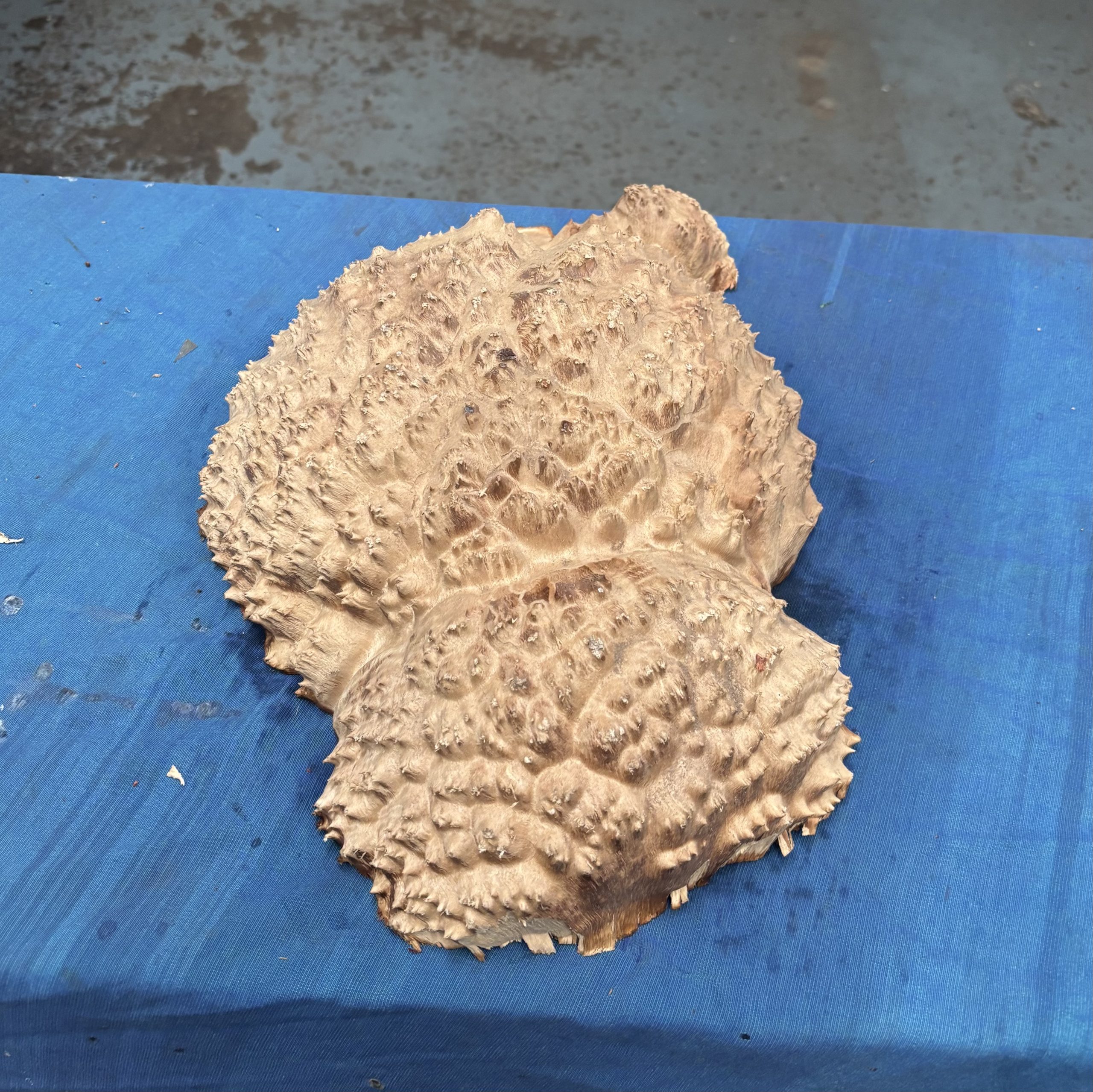 Red Mallee Burl 15x10.5x3.75 Inches