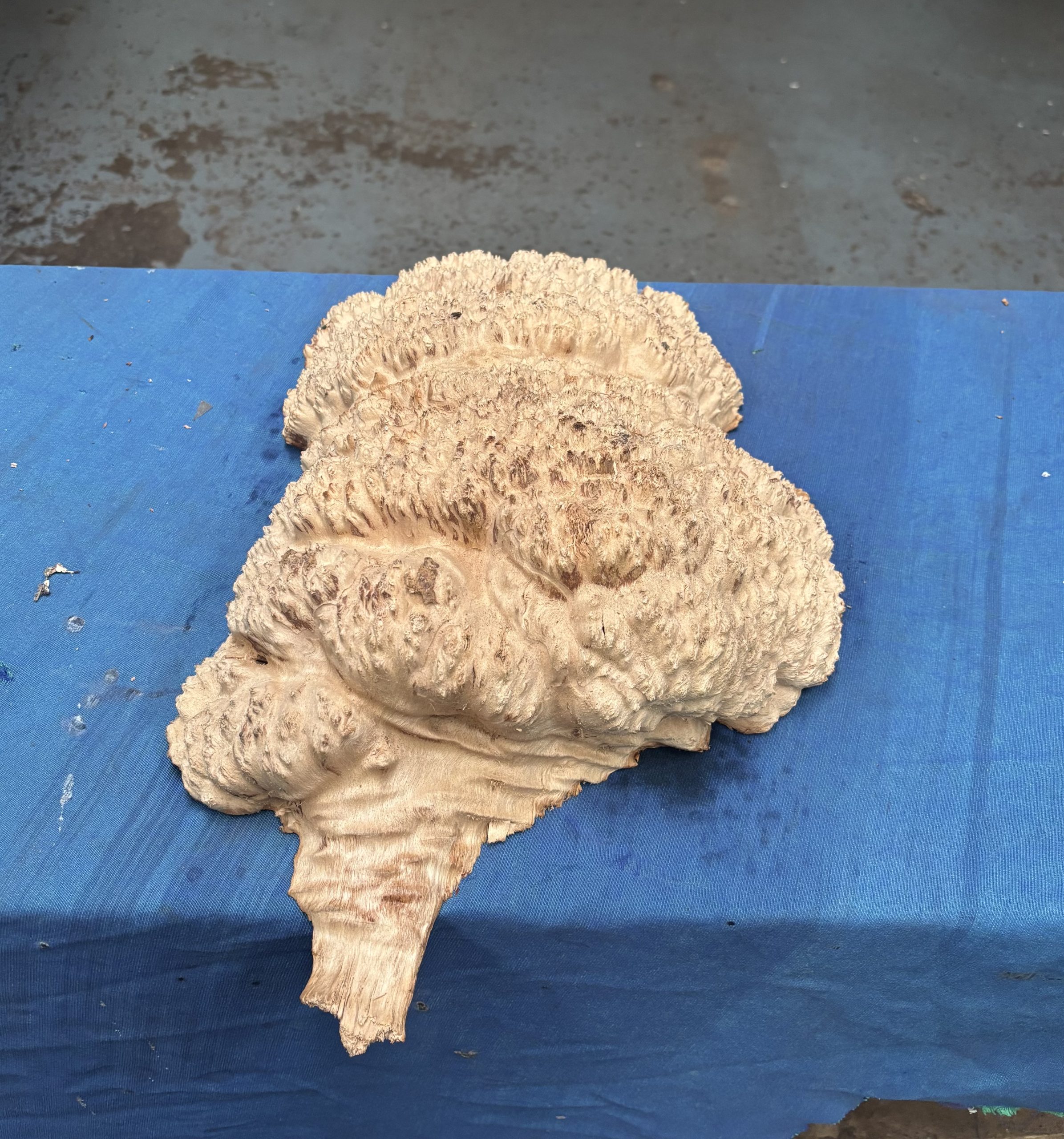 Red Mallee Burl 18.5x11x4 Inches