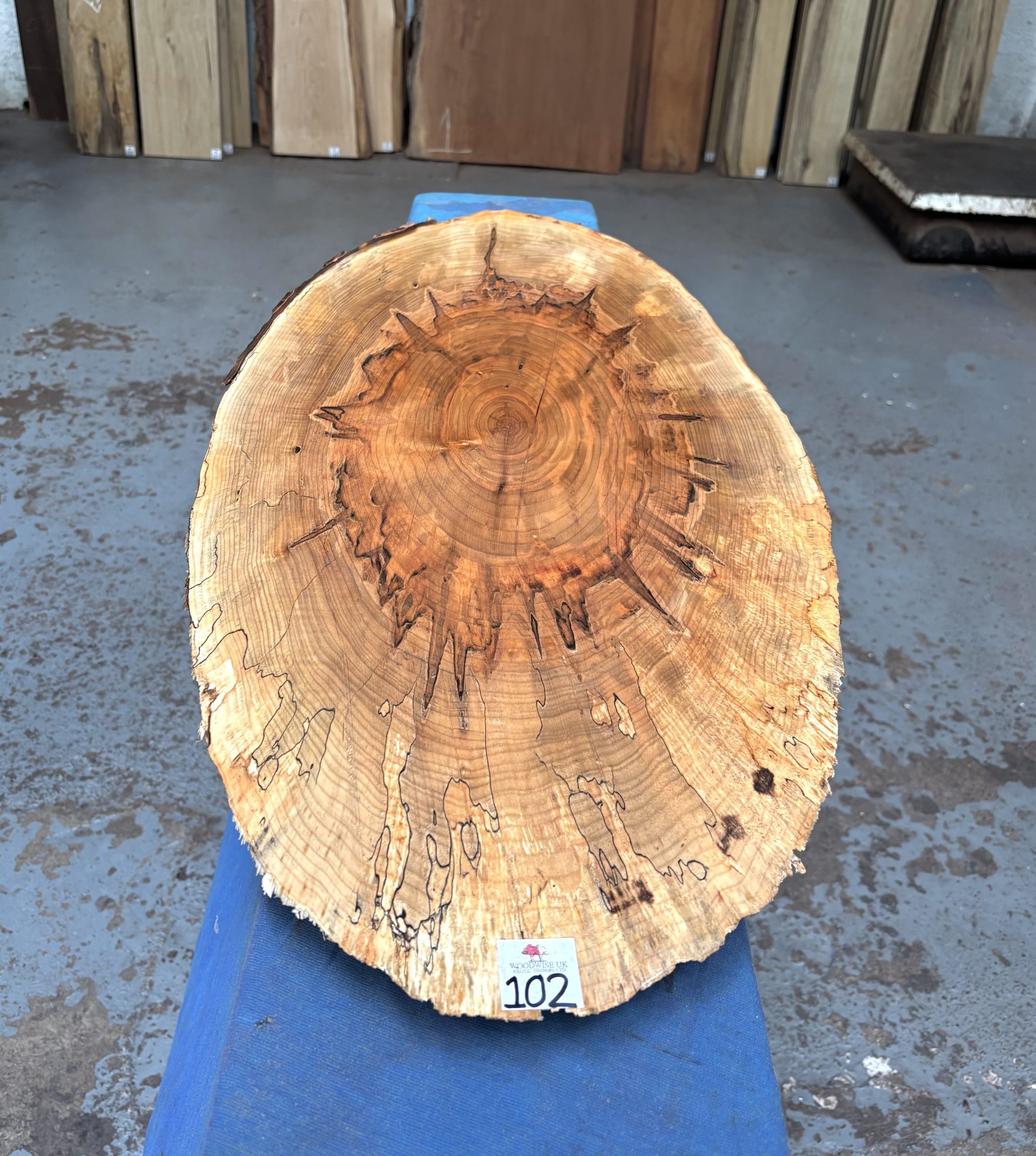 Ambrosia Maple Cookie / Oval 930x330-410x22 mm