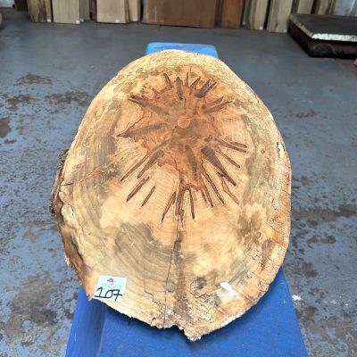 Ambrosia Maple Cookie / Oval 850x280-360x18 mm