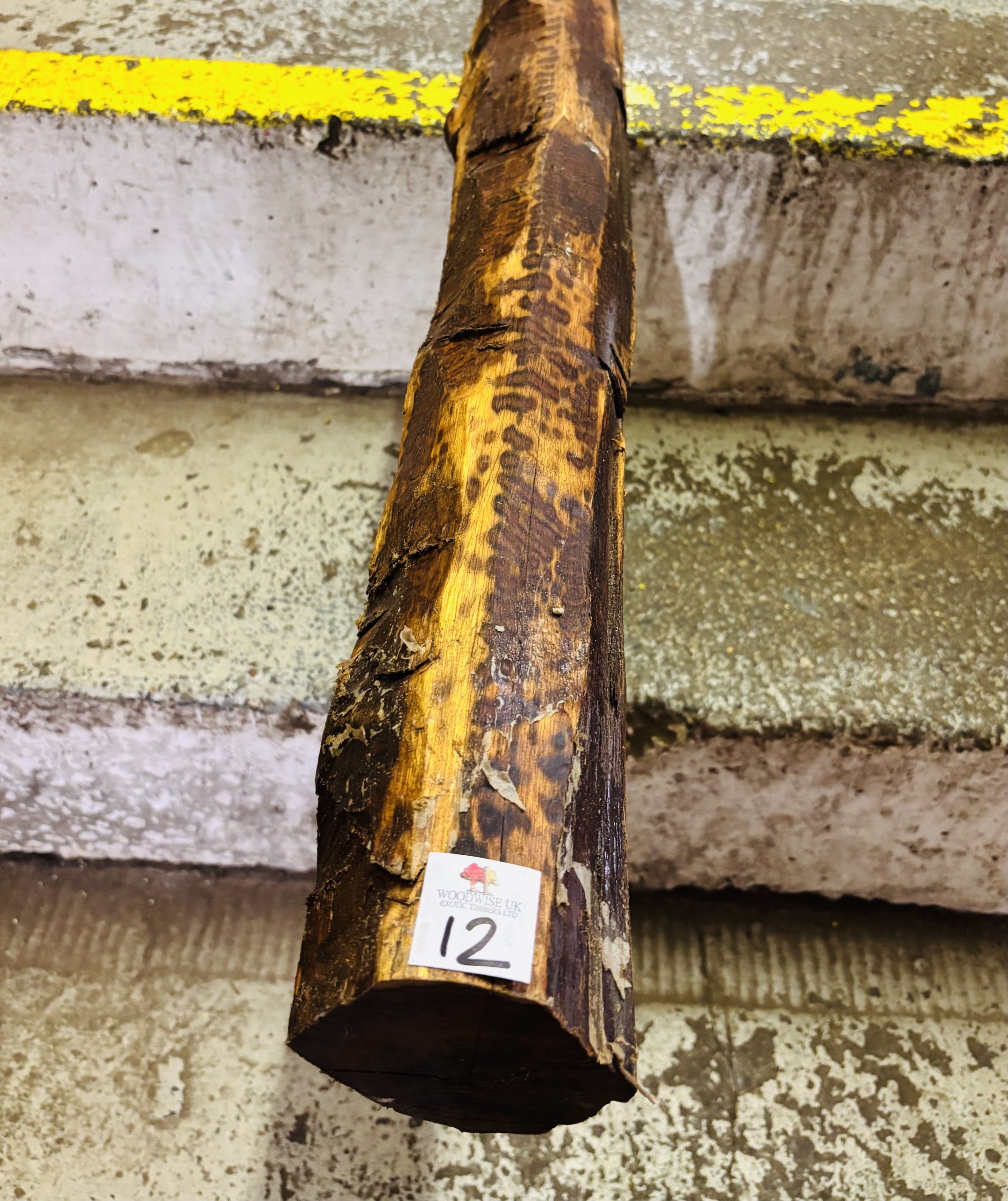 Snakewood Log 1525x95 mm