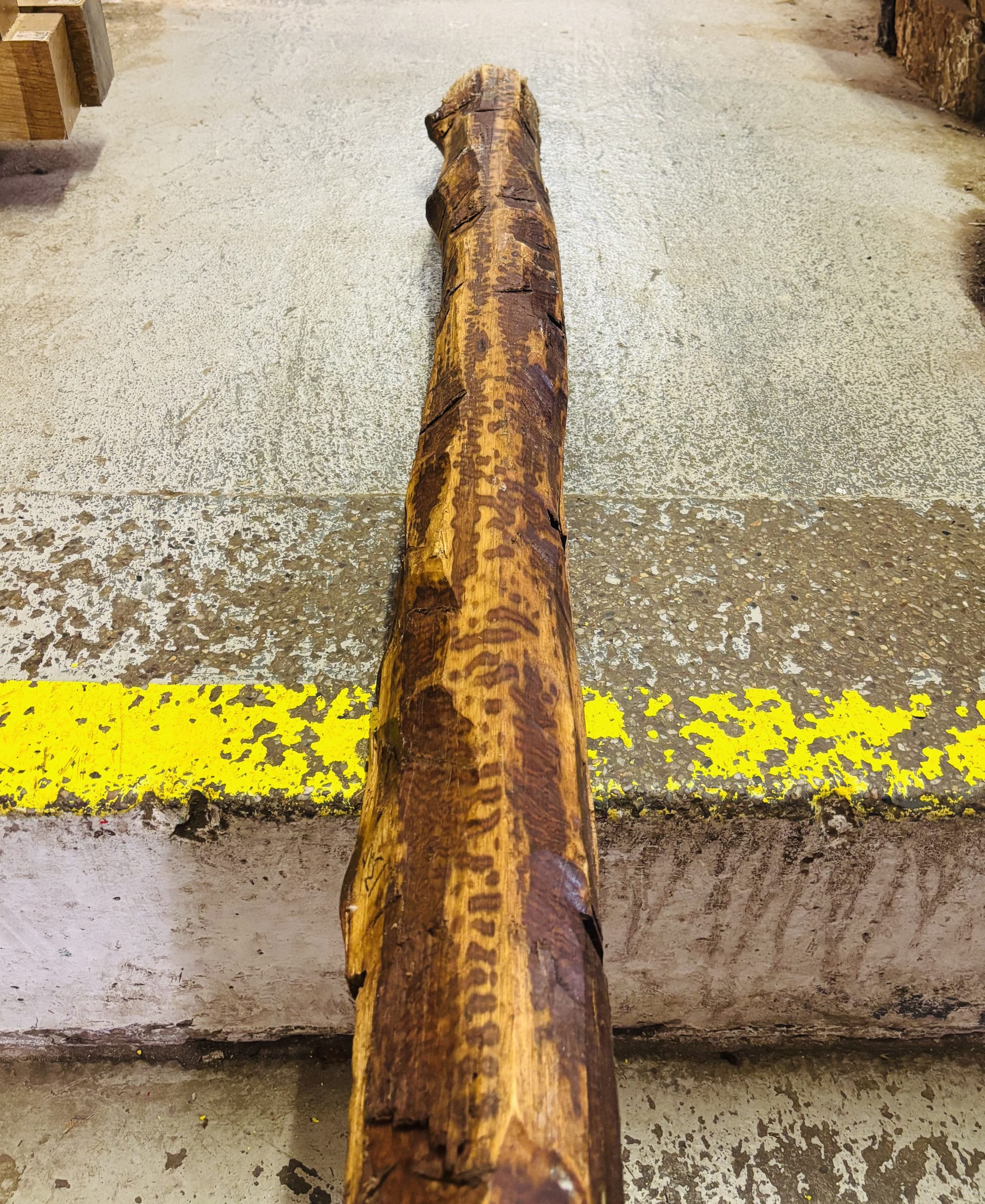 Snakewood Log 1525x95 mm