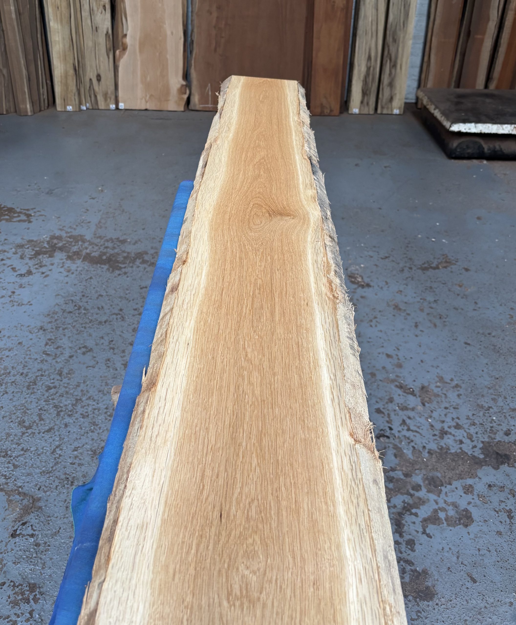 Oak (European) 1565x220-240x25 mm