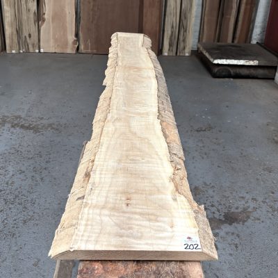 Curly Maple 1560x220-250x23 mm