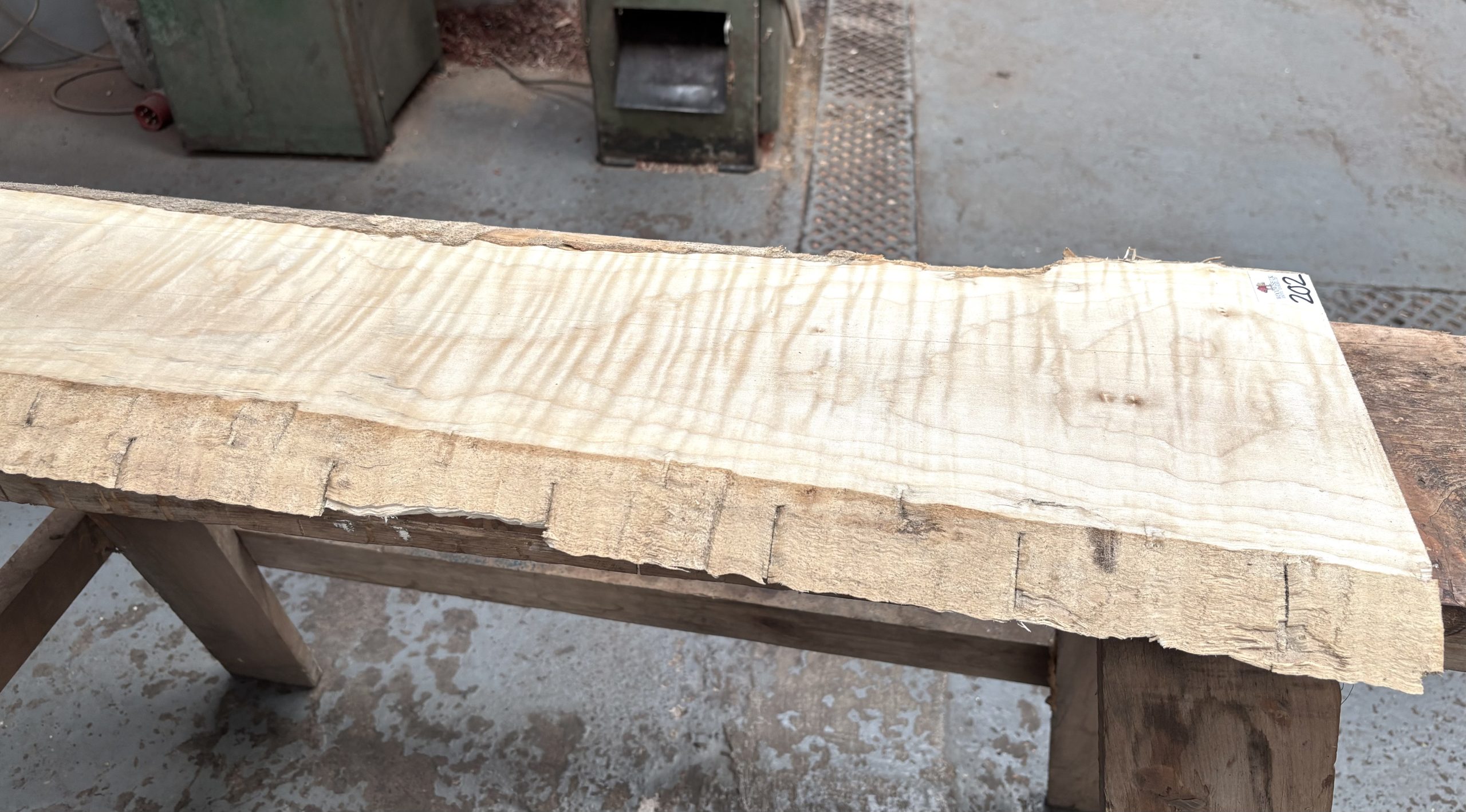 Curly Maple 1560x220-250x23 mm