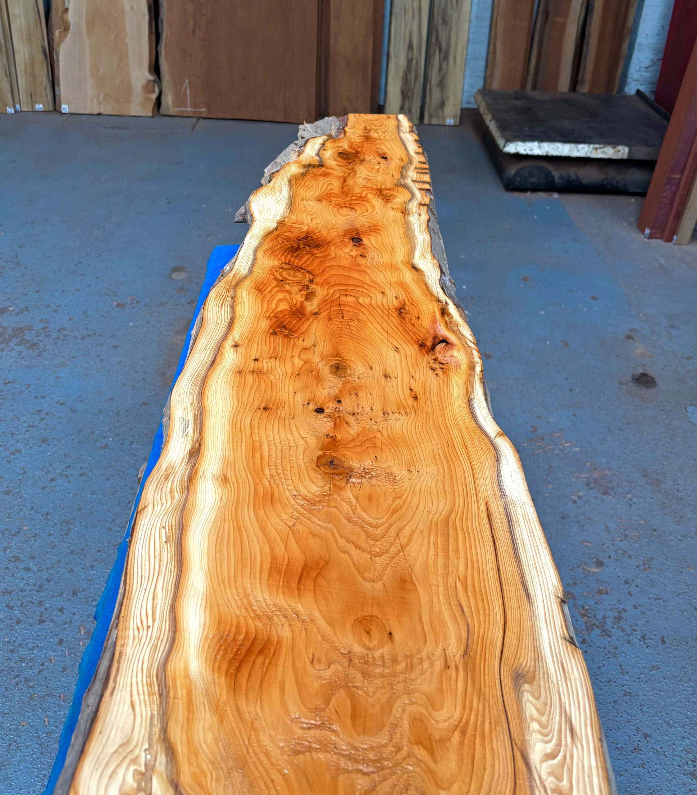 Yew 1340x240-300x33 mm